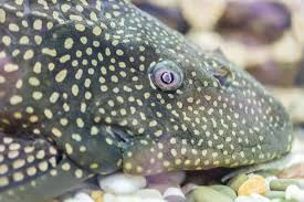 Caring for your pleco is a critical way to ensure it stays healthy and lives long. Ultimate Gold Nugget Pleco Care Guide Aquariadise