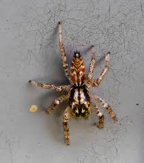 Image result for Disperis sp. nov. aff. macowanii