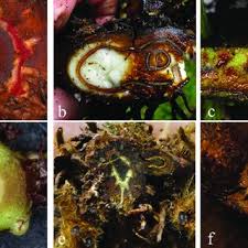 Image result for Pteris buchananii