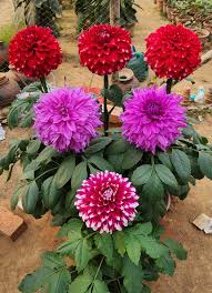 Image result for Dahlia sp. (cultivar)