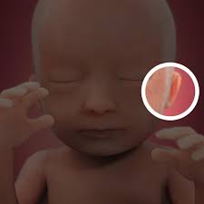 Desenvolvimento Fetal 18 Semanas De Gravidez Babycenter