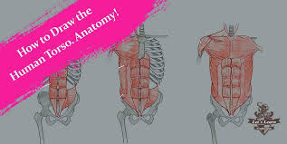 Guide to mastering the study of anatomy. How To Draw The Human Torso Learn Anatomy For Beginners