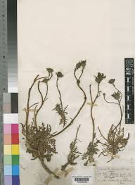 Image result for Tolpis capensis