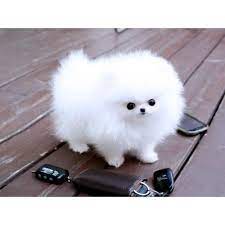 Can you adopt a pomeranian from pet adoptions network? Mini Pomeranian Puppies For Sale Pets Lovers