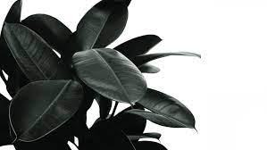Indoor plant low light australia. 10 Best Indoor Plants For Low Light Environments Bloomspace