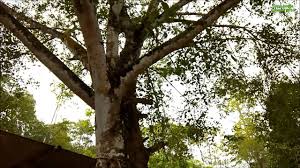 Kedengaran juga seperti pokok di luar rumahnya yang bergoncang mengenai tingkap biliknya. Pokok Kayu Ara Ficus Spp 24 Sept 2016 Youtube
