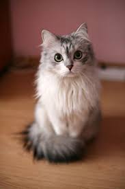 Sometimes, they describe when a cat becomes fertile and able to make kittens. This Is What My Caasi Cat Will Look Like When She S Full Grown With Her Long Hair Cute Animals Cute Cats Pretty Cats