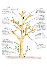 落葉樹の魅力再発見 アオダモを育ててみませんか in natural style インテリア 盆栽 庭 手入れ 玄関 植木