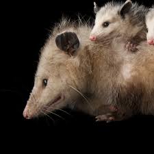 Opossums National Geographic