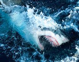 Shark week 2021 will also feature two documentaries, available exclusively on discovery+. How To Watch Shark Week 2021 Schedule Time Tv Channel Free Live Stream Syracuse Com