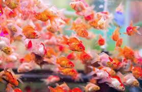 We did not find results for: Combien De Temps Un Poisson Peut Il Survivre Sans Manger