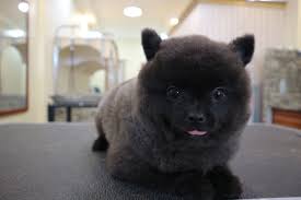 Find and adopt a pet on petfinder today. Harley S Pet Salon Home Facebook