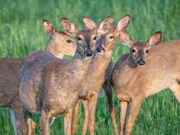 Centers for disease control and prevention. Chow Line Cdc Avoid Zombie Deer Meat Cfaes