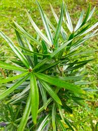 Image result for Streptocarpus milanjianus