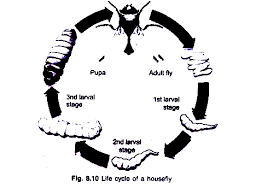 Structure And Life Cycle Of The Housefly With Diagram