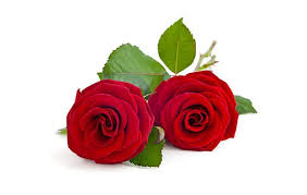 Red roses are symbols of love felt at the deepest levels. Two Red Roses Meaning And Its Significance All Rose Color Meanings