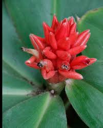 Image result for Costaceae