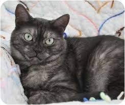 Coy Smoke Sisters Adopted Cat Davis Ca American Shorthair Black Smoke Cat American Shorthair Cat Tabby Kitten