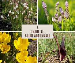 We did not find results for: Bulbose Autunnali 7 Insoliti Bulbi A Fioritura Autunnale Giardinaggio Fiori Animali E Centinaia Di Articoli Passo Passo