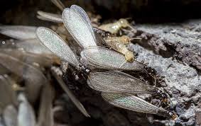 These pests most often come into the home on newly purchased plants or on those that have been outside for the summer. Termite Identification Keep Termites Out Of Your Powell Oh Property