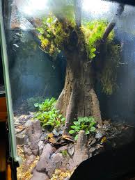 Image result for Hermannia parvula