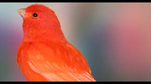 Maybe you would like to learn more about one of these? Burung Kenari Wortel Super Youtube