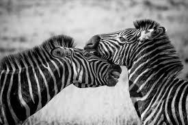 Изучайте релизы the black zebra на discogs. The Uniqueness Of Zebra Stripes Why Do They Have Them