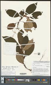 Image result for Saintpauliopsis lebrunii