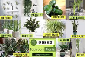 Find the right bathroom plants that fit your budget & needs. Decor Idea 11 Of The Best Plants For Your Bathroom