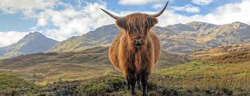 Wilt u controleren of ze de kilts nog steeds daar dragen, ga dan schotland is een fantastisch land om heen te gaan op vakantie. Schotse Hooglanden De Jong Intra Vakanties