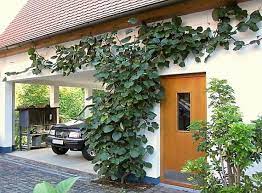 The owner of this retail nursery in woodside, ca started this vine from a 1 gallon size container. Kiwi As Espalier Tree