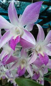 Orchidee Planten Bloemen