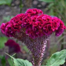 Cockscomb Seeds Celosia Argentea Var Cristata Celosia Flower Plants Flowers