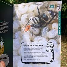 Image result for Anagallis gracilipes