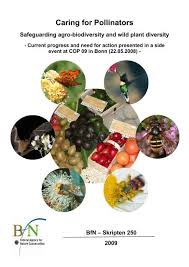 Image result for Acanthopale pubescens