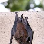 Going Batty