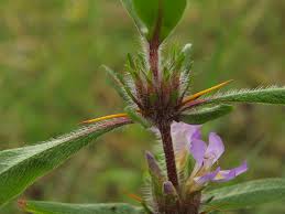 Image result for Hygrophila schulli