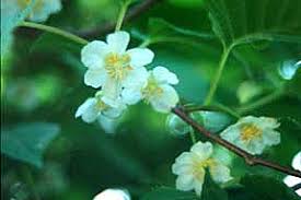 Maybe you would like to learn more about one of these? Perennial Vines Vines Climbers Twiners U Of I Extension