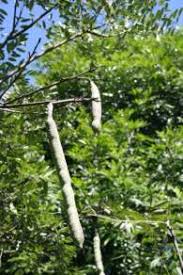 Image result for Cassia abbreviata