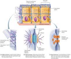 Check spelling or type a new query. Cell Junction Biology Notes