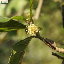 Image result for Streblus