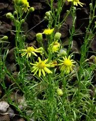 Image result for Bothriocline nyungwensis