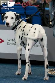 What is the most dangerous dog in the world? Top Most Dangerous Dogs In The World With Cnologists Comments