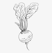 Svg Library Download Beet Drawing At Getdrawings Beetroot Sketch Png Free Transparent Png Download Pngkey It is also important gel pen for. svg library download beet drawing at