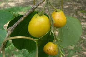 Image result for Gmelina