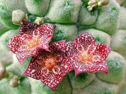 Image result for Urochloa marlothii