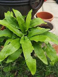 Image result for Asplenium laurentii