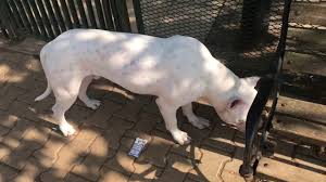 Dogo Argentino Evde Beslenir Mi Youtube