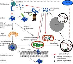 Simple cells, like those found in algae, may only have one or two chloroplasts. Protein Synthesis And Degradation Within Plant Cells And Their Download Scientific Diagram