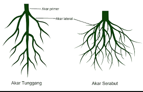 Akar tunggang ada pada tumbuhan dikotil, sementara akar serabut ada di tumbuhan monokotil. Ciri Ciri Akar Serabut Dan Akar Tunggang